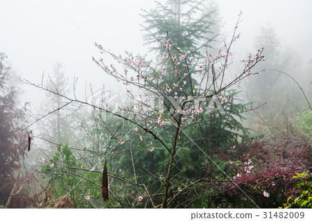 pink blossom on tree in mist rainforest 31482009