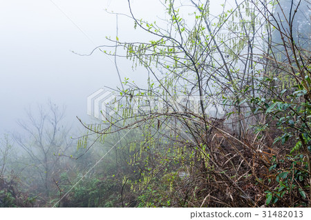 rain drops on tree on hill slope in misty spring rain drops on tree on hill slope in misty spring 31482013