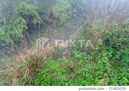 wet path at meadow in rainforest in spring wet path at meadow in rainforest in spring 31482016