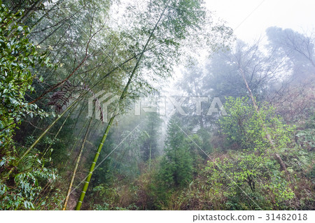 wet rainforest in area of Dazhai wet rainforest in area of Dazhai 31482018