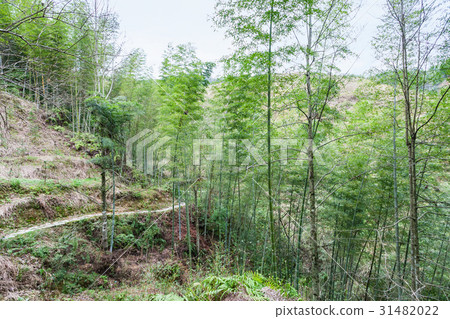 woods and path on mountain slope in Dazhai woods and path on mountain slope in Dazhai 31482022