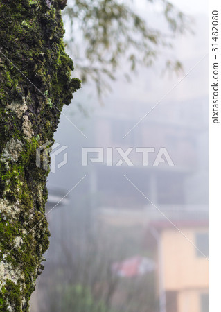 overgrown by moss wet tree trunk and house in mist overgrown by moss wet tree trunk and house in mist 31482080