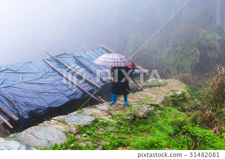 peasant walk on wet pathway over hut peasant walk on wet pathway over hut 31482081