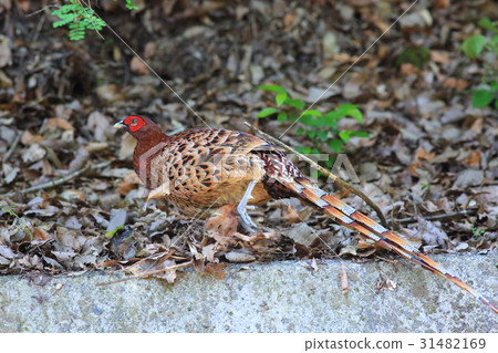Shikoku Yamadori 31482169