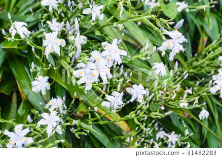white flowers of asiatic lily in spring rain 31482283