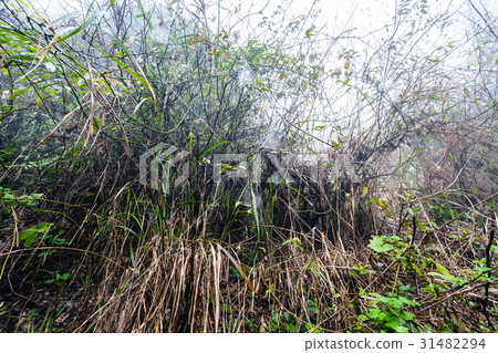 wet bushes in rainforest in misty spring day wet bushes in rainforest in misty spring day 31482294