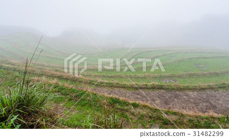 brume over rice terraced gardens 31482299