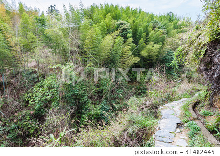 thicket and path on mountain slope in Dazhai 31482445