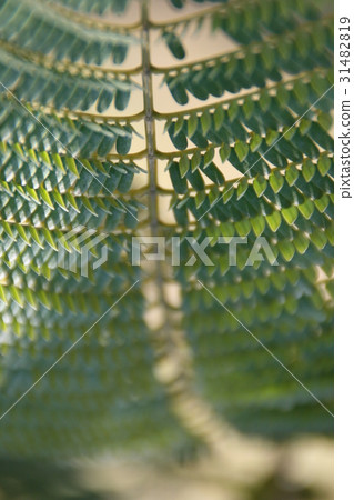 leaf leaf 31482819