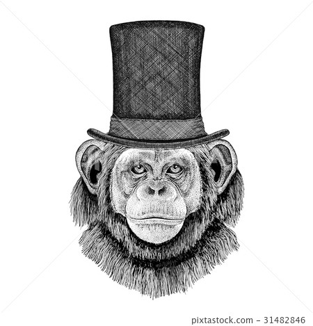 Chimpanzee Monkey wearing cylinder top 