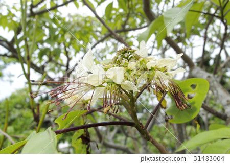 Crateva religiosa Crateva religiosa 31483004