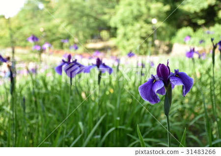 火虹膜花園（紫色） 31483266