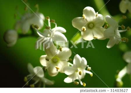 Natural plants goat, many small flowers with petals of pure white pile are bloom around May Natural plants goat, many small flowers with petals of pure white pile are bloom around May 31483627