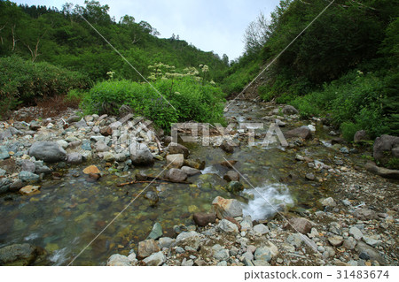 Tsugaike nature park Shinshu Hakuba mountain foot Tsugaike nature park Shinshu Hakuba mountain foot 31483674
