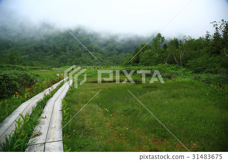 Tsugaike nature park Shinshu Hakuba mountain foot Tsugaike nature park Shinshu Hakuba mountain foot 31483675