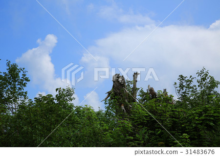 Tsugaike nature park Shinshu Hakuba mountain foot Tsugaike nature park Shinshu Hakuba mountain foot 31483676