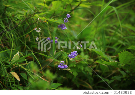 Hakuba Happo One Takayama植物園 31483958