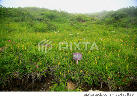 Hakuba Happo One Takayama植物園 Hakuba Happo One Takayama植物園 31483959