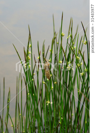 Hakuba Happo One Takayama Botanical Garden 31483977
