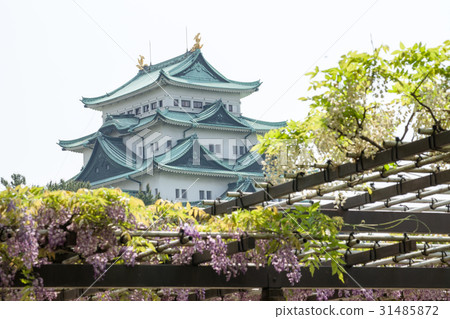 Wisteria trellis of Meijo Park and Nagoya castle Tenshi 31485872
