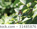 White admiral 31485876