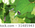 Alice Ab 31485943