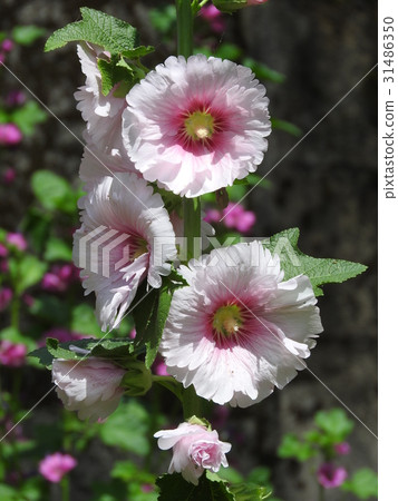 Aoi's flower Aoi's flower 31486350