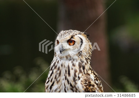 Bengal Eagleworm 31486685