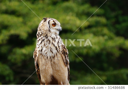 Bengal Eagleworm 31486686