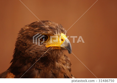 Harris Hawk 31486750