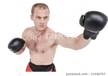 Boxer performing boxing stance Boxer performing boxing stance 31486767