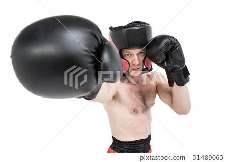 Boxer performing upright stance Boxer performing upright stance 31489063