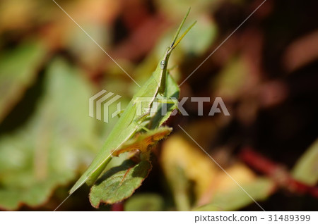 Locust Locust 31489399