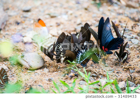 Group of butterflies on the ground 31489433
