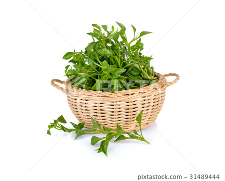 fresh watercress in bamboo basket and on white 31489444