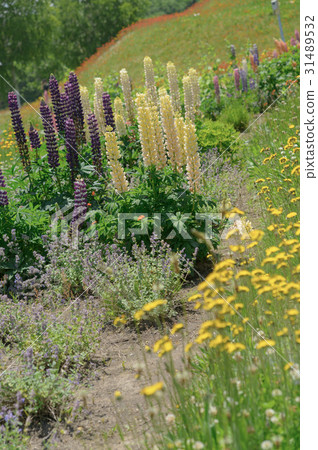 Lupine Lupine 31489532