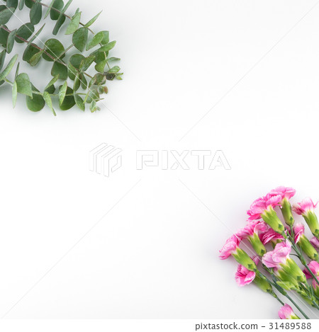 Baby eucalyptus leaves and pink carnation flowers Baby eucalyptus leaves and pink carnation flowers 31489588