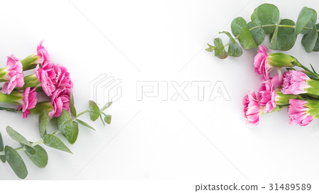 Baby eucalyptus leaves and pink carnation flowers Baby eucalyptus leaves and pink carnation flowers 31489589