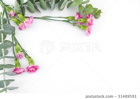 Baby eucalyptus leaves and pink carnation flowers Baby eucalyptus leaves and pink carnation flowers 31489591