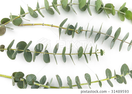Baby eucalyptus leaves pattern Baby eucalyptus leaves pattern 31489593