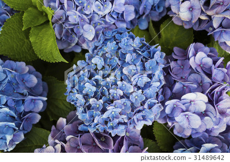  hydrangea 31489642