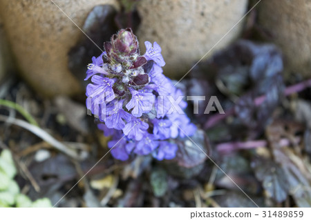 短草ajuga 31489859