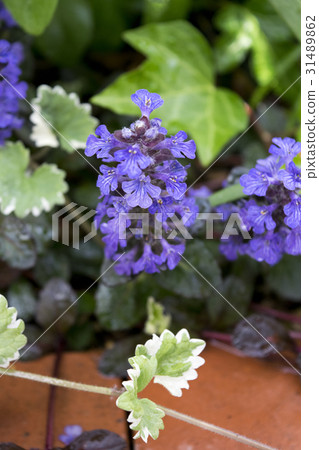 短草ajuga 31489862