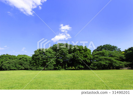 Kinutakoen新鮮的綠色 31490201