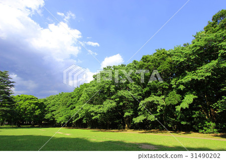 Kinutakoen新鮮的綠色 31490202