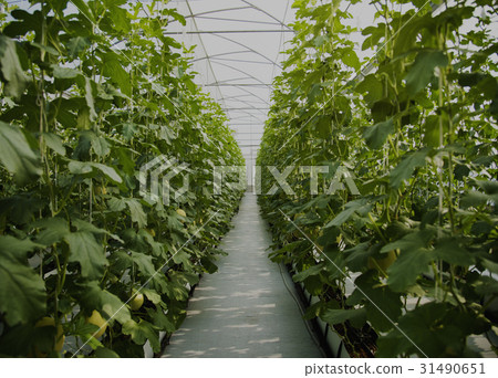 Organic honeydew harvest nature garden 31490651