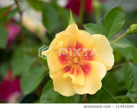 Rose Smiling Ice 31491684