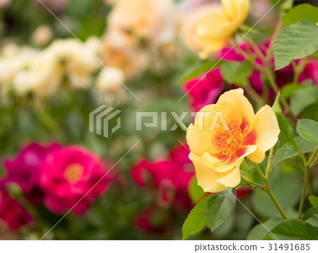 Rose Smiling Ice 31491685