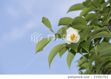 夏椿 夏椿 31491701