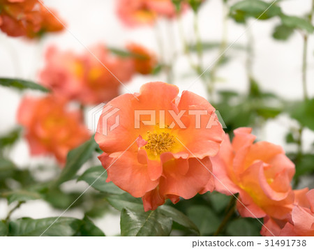 Rose Princess Michiko Rose Princess Michiko 31491738